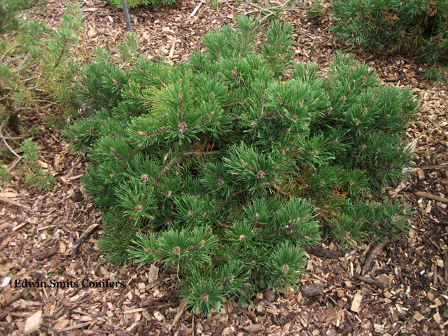 Pinus mugo 'Grüne Teppich'